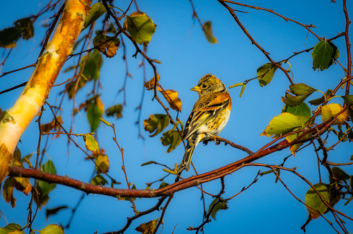 Brambling bird in birch autumn tree