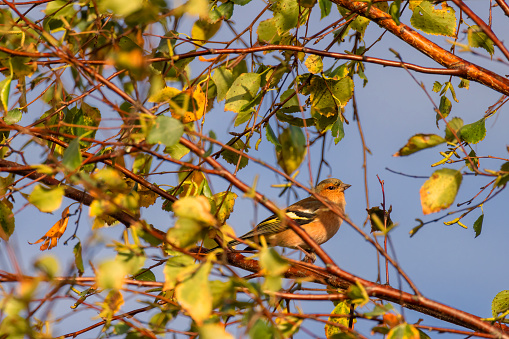 Chaffinch in autumn birch tree