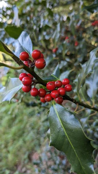 istock Holly tree branch (German European Holly) with red berries, background. selective focus 1742903445
