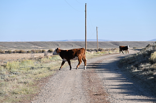 Hereford cattle standing on the road and crossing it.