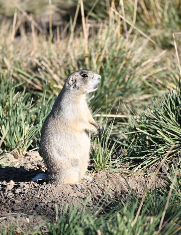 Prairie dog standing on two feet outside its hole.