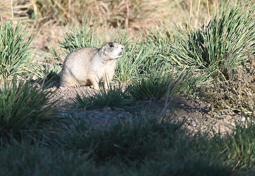 Prairie dog standing outside its hole in the ground.