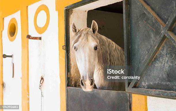 Biały Koń - zdjęcia stockowe i więcej obrazów Koń luzytański - Koń luzytański, Koń, Andaluzja