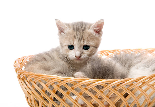 istock small cute kitten sitting in a basket, close-up 174292752