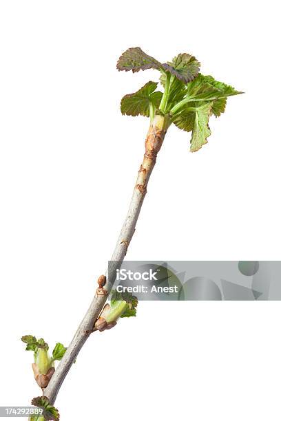 블랙커런트 잔가지 상부형 및 신선한 잎은 0명에 대한 스톡 사진 및 기타 이미지 - 0명, 갈색, 검은색 까치밥나무 열매