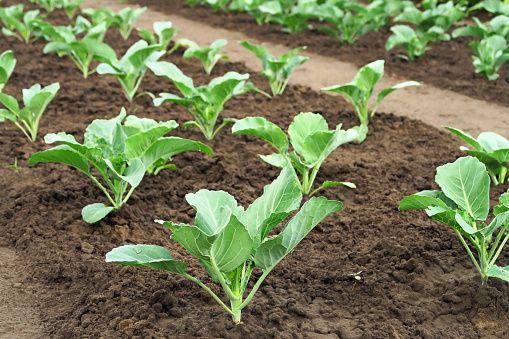 young cabbage grows on a vegetable patch