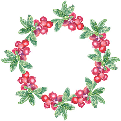 istock Wreath with hand painted red lingonberry, cowberry, cranberry and leaves. Watercolor botanical illustration isolated element on white background. Art for food design menu, logo, composition, frame 1742933943