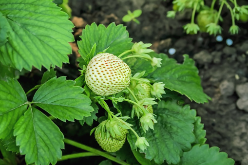 strawberries grow and ripen in the garden