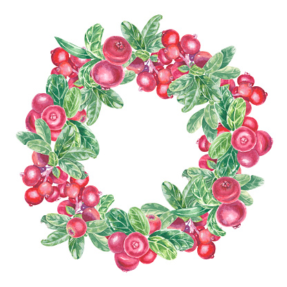 istock Wreath with hand painted red lingonberry, cowberry, cranberry and leaves. Watercolor botanical illustration isolated element on white background. Art for food design menu, logo, composition, frame 1742934508
