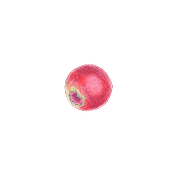 illustrations, cliparts, dessins animés et icônes de aquarelle canneberge, conberry lingonberry illustration isolée sur fond blanc. fruits d’automne pour logo, menu, affiche, motif. l’art pour le design. alimentation saine - autumn branch leaf backgrounds