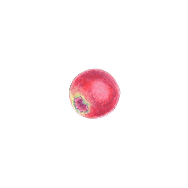 ilustrações, clipart, desenhos animados e ícones de aquarela cranberry, conberry lingonberry ilustração isolada no fundo branco. fruta de outono para logotipo, cardápio, cartaz, estampa. arte para design. alimentação saudável - healthy eating summer berry branch