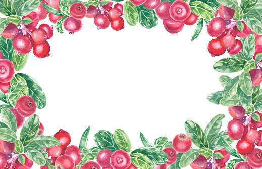 istock Frame with hand painted red lingonberry, cowberry, cranberry and leaves. Watercolor botanical illustration isolated element on white background. Art for holiday design menu, logo, composition, wreath. 1742935107
