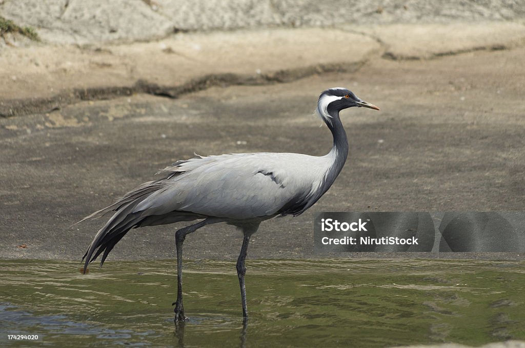 Crane - Foto de stock de Animal royalty-free