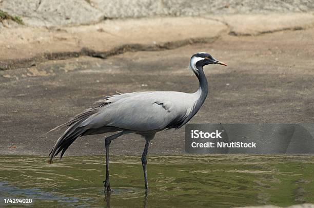 Foto de Crane e mais fotos de stock de Animal - Animal, Animal selvagem, Arranjar