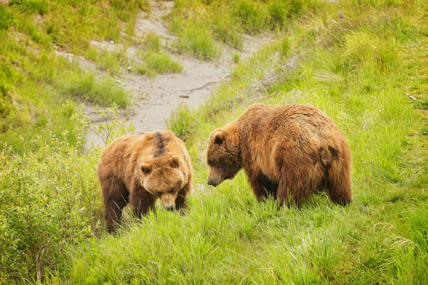 Grizzly bear breast feeding her cubs in stunning scenery of tundra in the Denali National Park, June, Alaska.