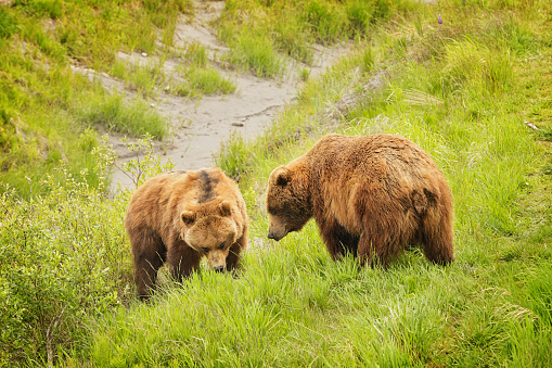 Two adult male Kodiak grizzly bears, or Alaskan brown bears - Ursus arctos middendorffi - stand head to head in tense anticipation of a fight.  Both bears are just below center frame in a horizontal composition, one a bit higher than the other atop a grassy rise, the other on the side of the grassy rise.  Hackles are not up, but it is evident that there is developing friction.  Two main colors in the image - the honey brown color of the bears against a mostly green grass background.  Lake Clark National Park and Preserve, Alaska.