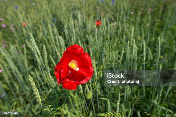 Papoila Em Um Campo De Milho - Fotografias de stock e mais imagens de Agricultura - Agricultura, Ajardinado, Almere