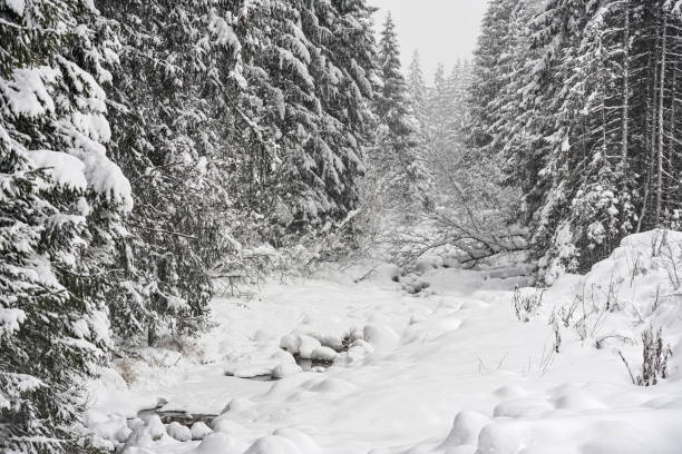 Winter landscape - small creek almost completely covered with snow, white coniferous trees both sides