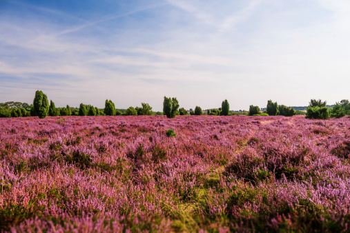 field in Lueneburg Heath with trees and heather and a blue sky