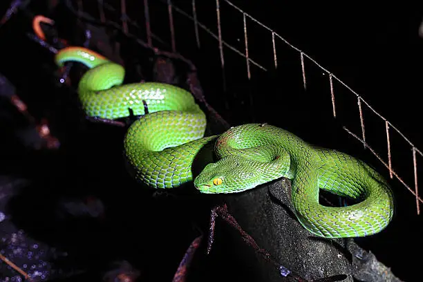 Photo of Green pit viper