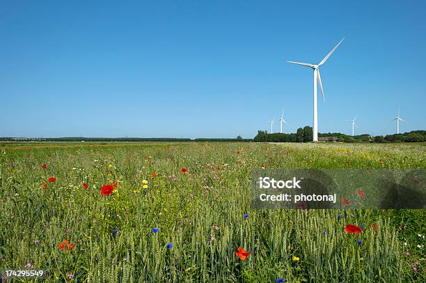 Kukurydza Się Na Pole W Letni - zdjęcia stockowe i więcej obrazów Energia wiatru - Energia wiatru, Kukurydza - Jarzyna, Kukurydza - Zea