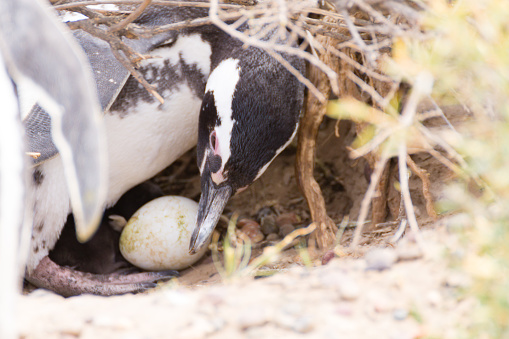 Magellanic penguin incubating egg. Punta Tombo penguin colony, Patagonia, Argentina