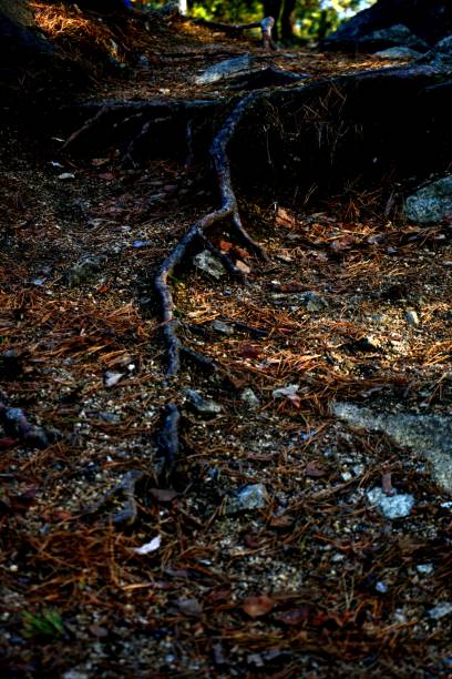 istock The sunlight falls on the long root of an old tree. Background image. 1742962770