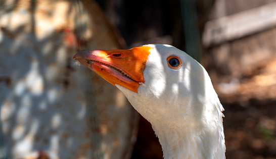 close-up of the pensive gaze of a white goose with beak and orange eyelids staring up ahead