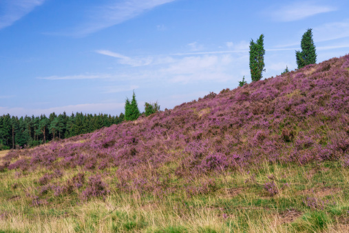 view on a hill in Lueneburg Heath, in the background a forest