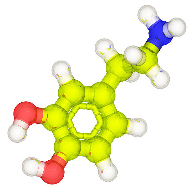 drugmodel: дофамин - phenethylamine стоковые фото и изображения