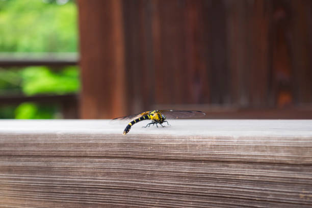 A large orange-colored dragonfly sits on old boards on a sunny day view from above