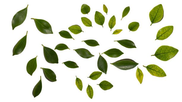 leaf cutout stock photo