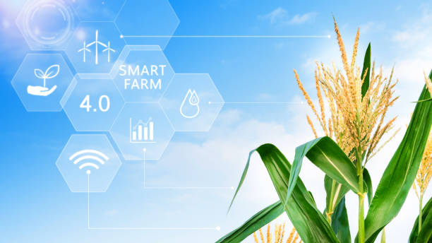 istock Corn field with infographics Smart farming and precision agriculture 4.0 with visual icon, digital technology agriculture and smart farming concept. 1742994482