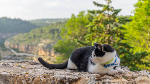 joyful cat and tree : un ami animal mignon qui profite de l’aventure dans la nature et la faune - zapota tree photos et images de collection