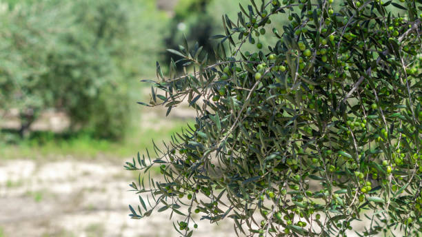 istock Blooming Bush in Lush Green Garden. Olive. 1742996632
