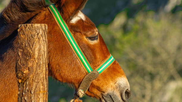 istock Furry Brown Horse with Halter in Close-Up 1742998265