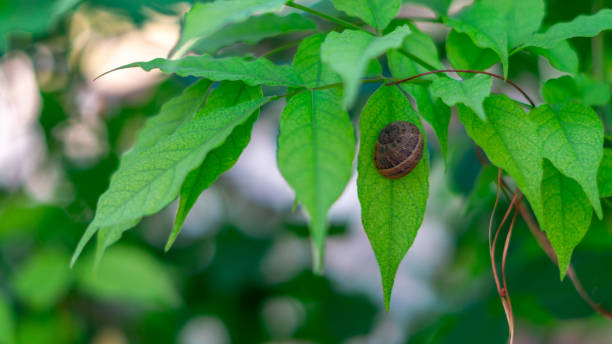 récolte fraîche : un arbre fruitier en fleurs avec des produits sains et respectueux de l’environnement - zapota tree photos et images de collection