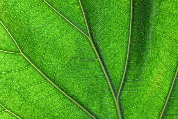 istock green fresh plant leaf texture as background 1743004835