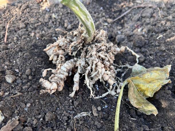 istock Cucumber plant showing root swelling damage caused from root-knot nematode parasite 1743004836
