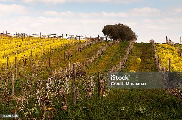 Foto de Flores Na Colina e mais fotos de stock de Agricultura - Agricultura, Brassica Napus L, Colheita