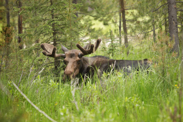 istock Velvet Antlered Bull Moose Lying in Grass 1743018551