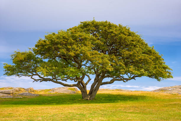 les arbres entourent les ruines de l’ancien château de hammershus au nord de bornholm, au danemark - hammershus bornholm island denmark island photos et images de collection