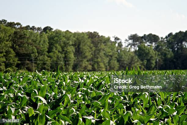 Foto de Cornfield e mais fotos de stock de Carolina do Norte - Estado dos EUA - Carolina do Norte - Estado dos EUA, Fazenda, Agricultura