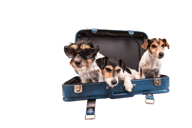 istock Vacation with several dogs -  small Jack Russell Terrier. Ready for the trip 1743032335