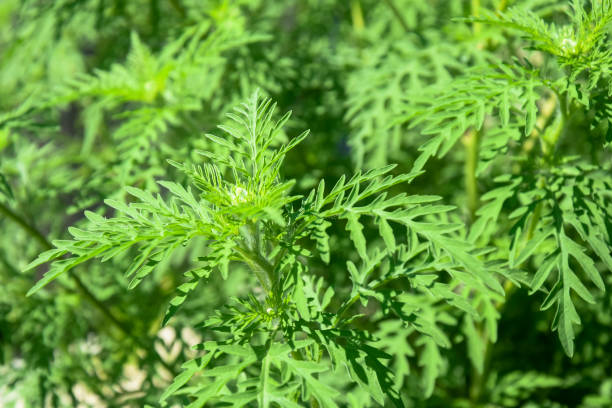 istock American common ragweed, full frame. Dangerous plant. Ambrosia shrubs that causes allergic reactions, allergic rhinitis. Close-up. Selective focus. 1743033841