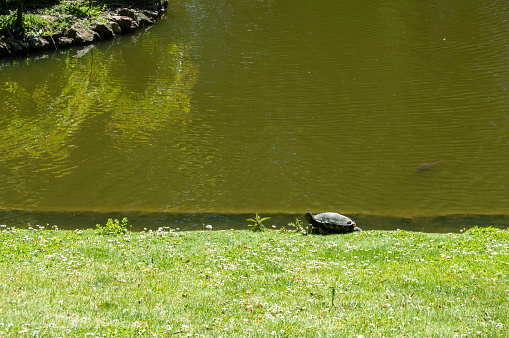 Turtle at Jardin des plantes, Nantes