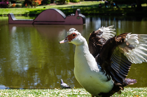 Duck at Jardin des Plantes, Nantes