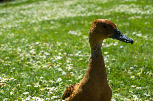 Duck at Jardin des Plantes, Nantes
