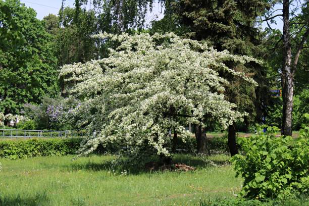 istock Blooming Prunus padus trees with many white flowers on dark spring days 1743052239