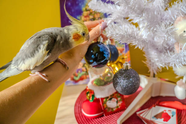 istock Parrot Carell preparing for the New Year holidays, Christmas tree with pets 1743060609